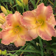 Autumn Wood daylily from Oakes Daylilies
