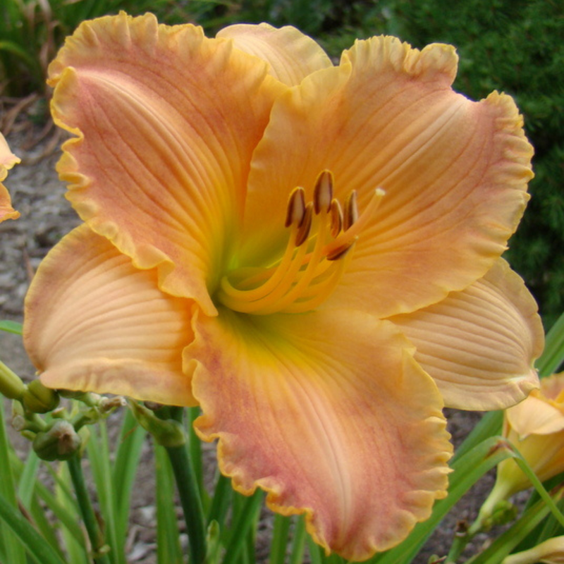 Autumn Wood daylily from Oakes Daylilies