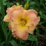 Autumn Wood daylily from Oakes Daylilies