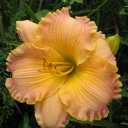 Autumn Wood daylily from Oakes Daylilies