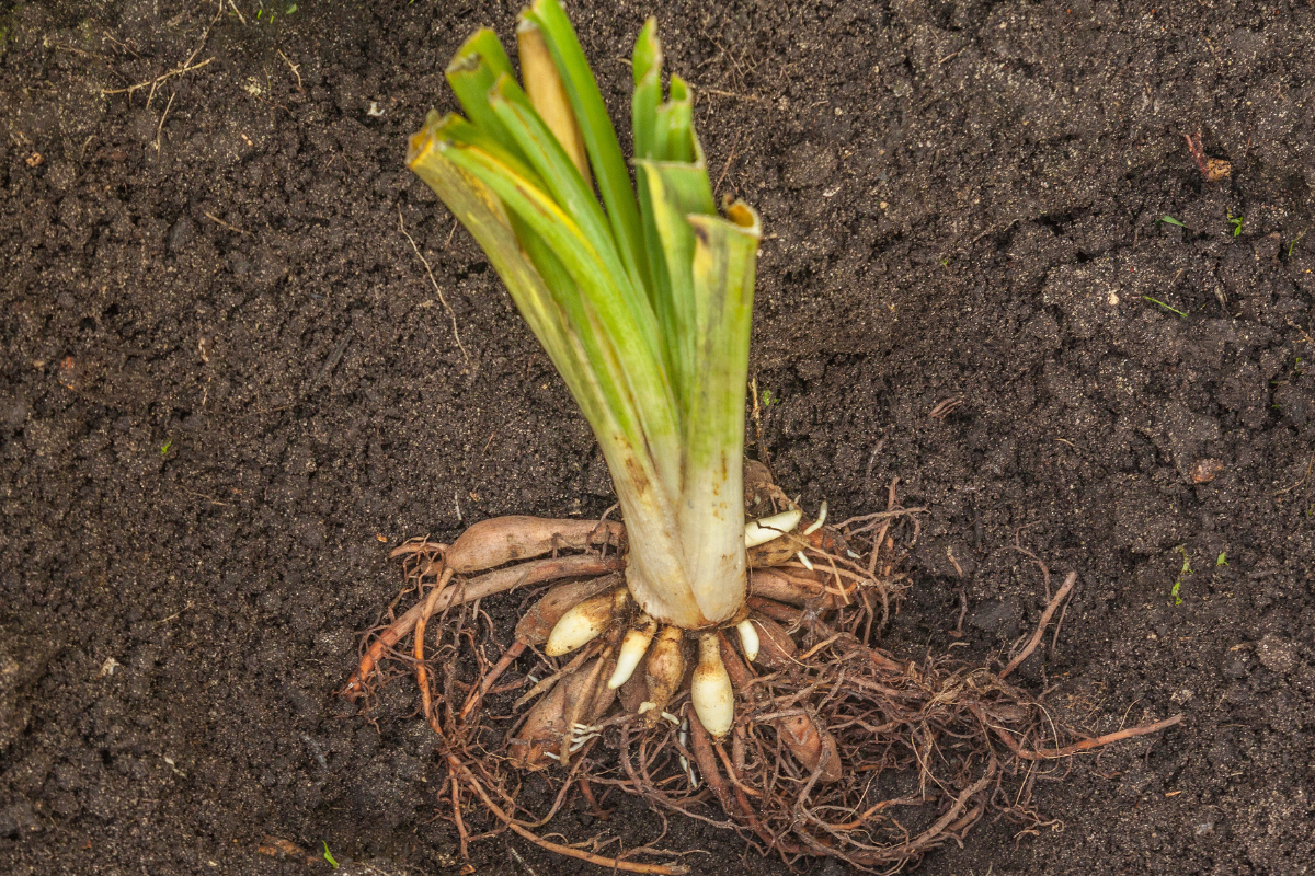 When Is the Best Time to Plant Daylilies?