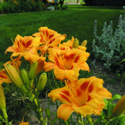 Black Eyed Stella daylily from Oakes Daylilies