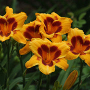 Black Eyed Stella daylily from Oakes Daylilies