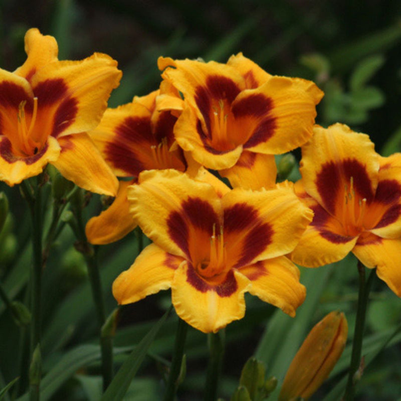 Black Eyed Stella daylily from Oakes Daylilies