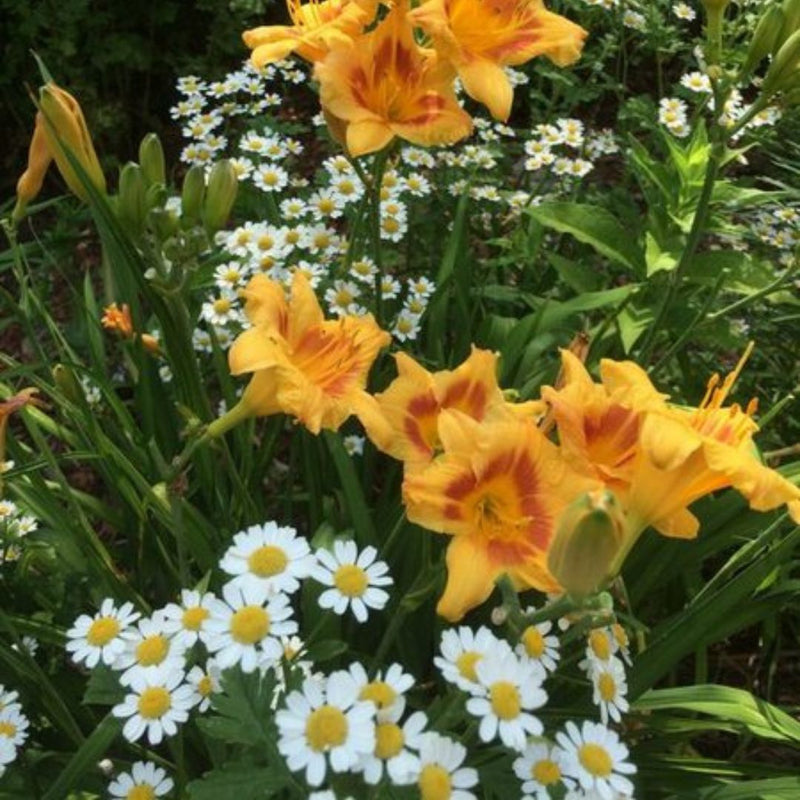 Black Eyed Stella daylily from Oakes Daylilies