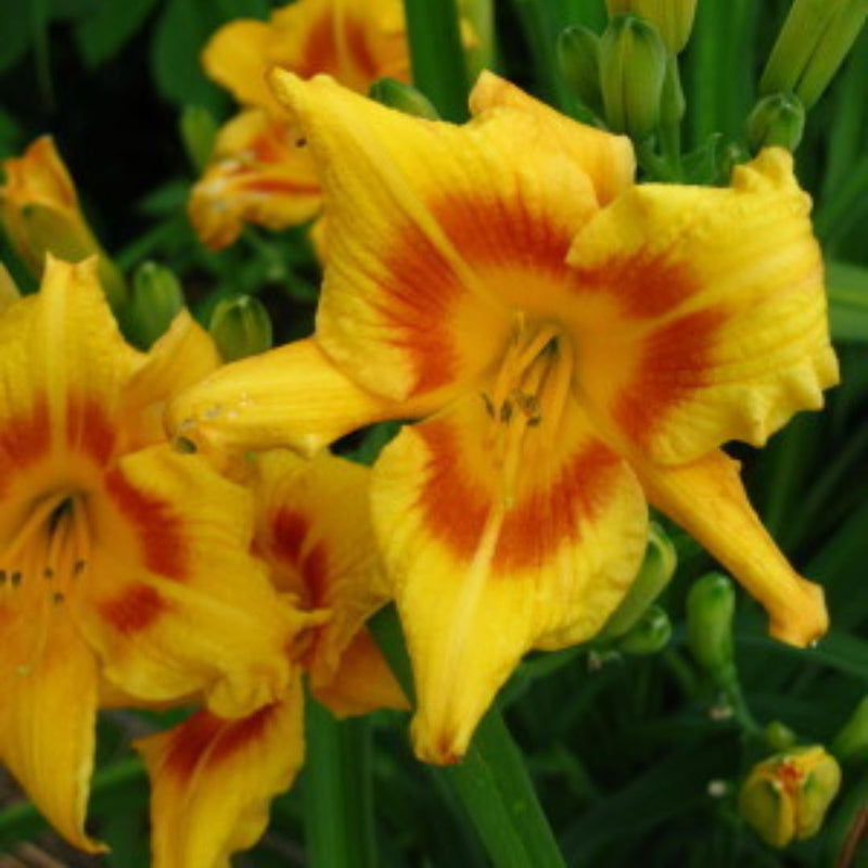 Black Eyed Stella daylily from Oakes Daylilies
