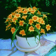 Black Eyed Stella daylily from Oakes Daylilies