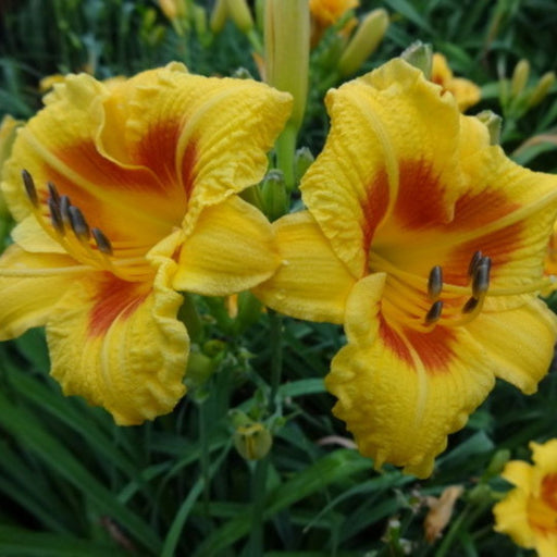 Black Eyed Stella daylily from Oakes Daylilies