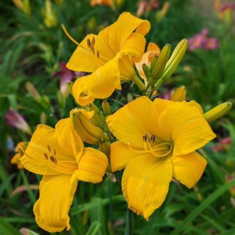 Buttered Popcorn daylily from Oakes Daylilies