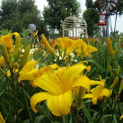 Buttered Popcorn daylily from Oakes Daylilies