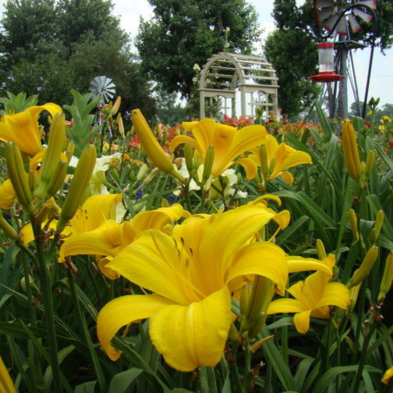 Buttered Popcorn daylily from Oakes Daylilies
