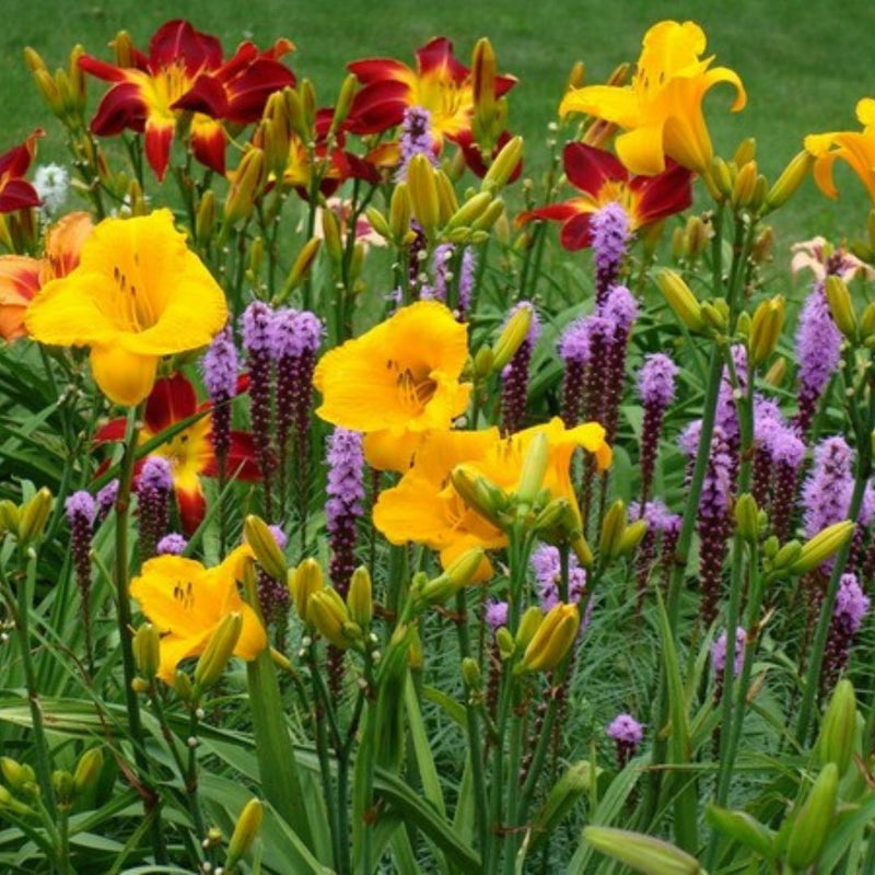 Buttered Popcorn daylily from Oakes Daylilies