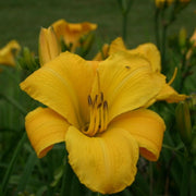 Buttered Popcorn daylily from Oakes Daylilies