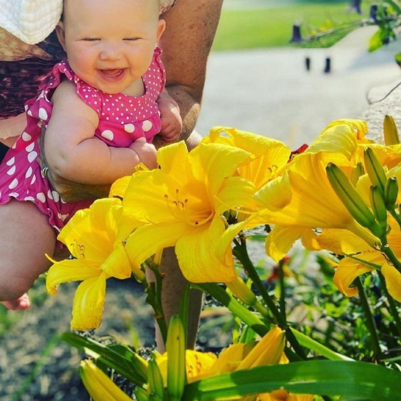 Buttered Popcorn daylily from Oakes Daylilies