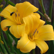 Buttered Popcorn daylily from Oakes Daylilies