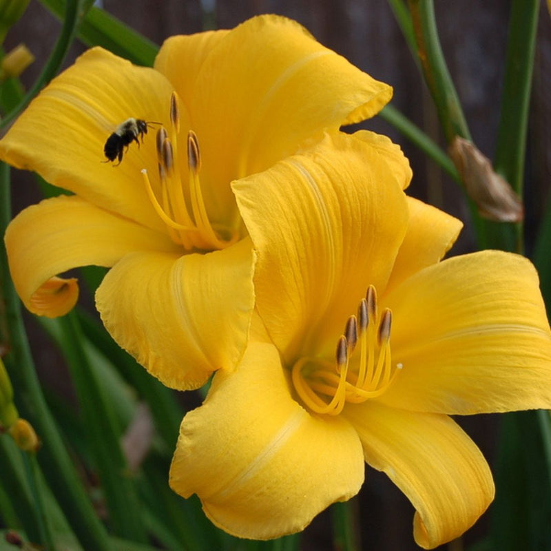 Buttered Popcorn daylily from Oakes Daylilies