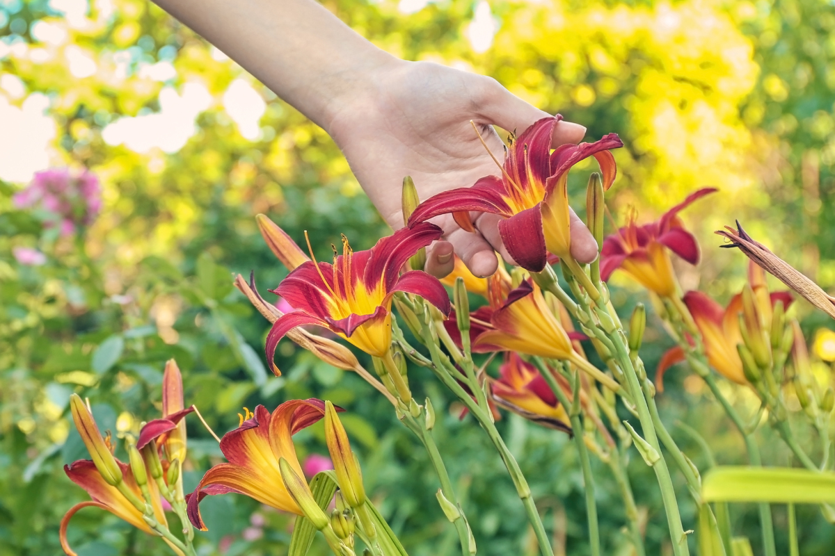 Will Daylilies Bloom in the First Year?
