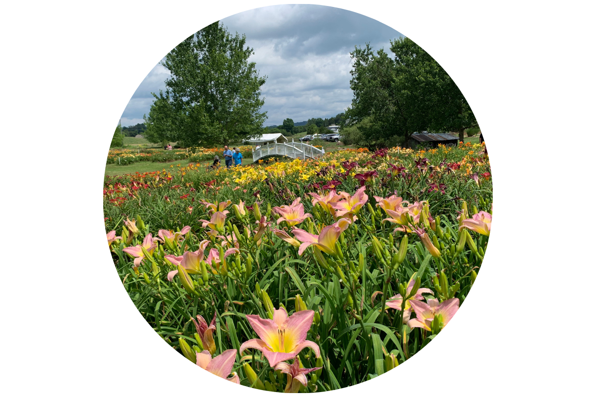 WHAT IS BLOOM SEASON?