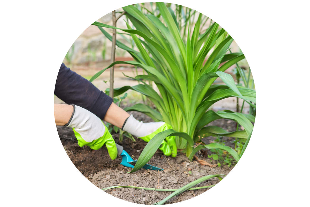 DO I NEED TO FERTILIZE MY DAYLILIES?