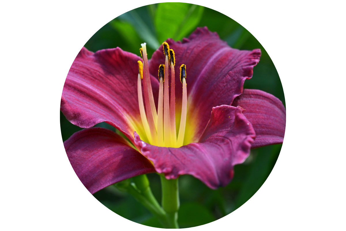 WHAT DOES EVERGREEN AND DORMANT MEAN?