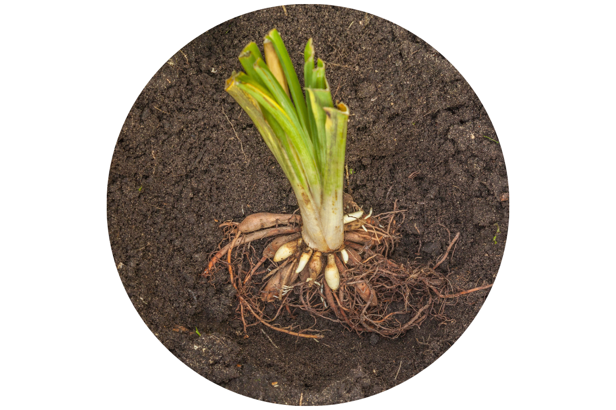 WHERE (AND HOW) DO I PLANT DAYLILIES?