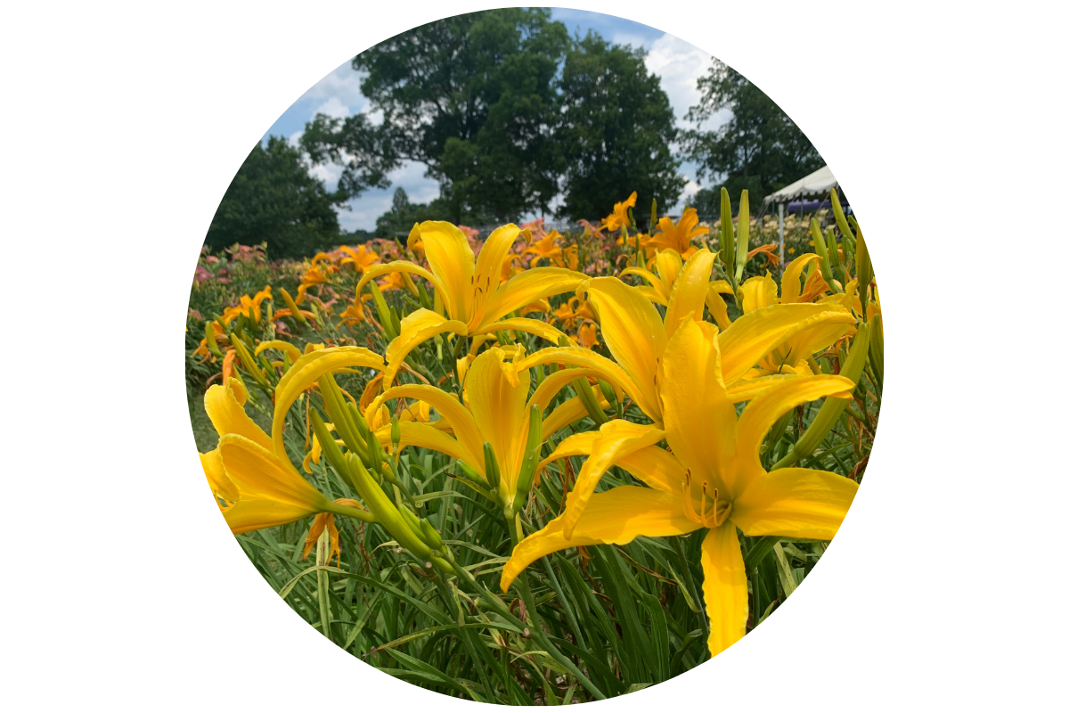 WHY DON'T MY DAYLILIES LOOK LIKE YOURS?