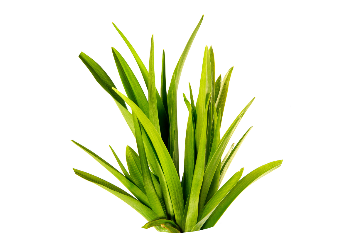 CAN I OVER-FERTILIZE DAYLILIES?