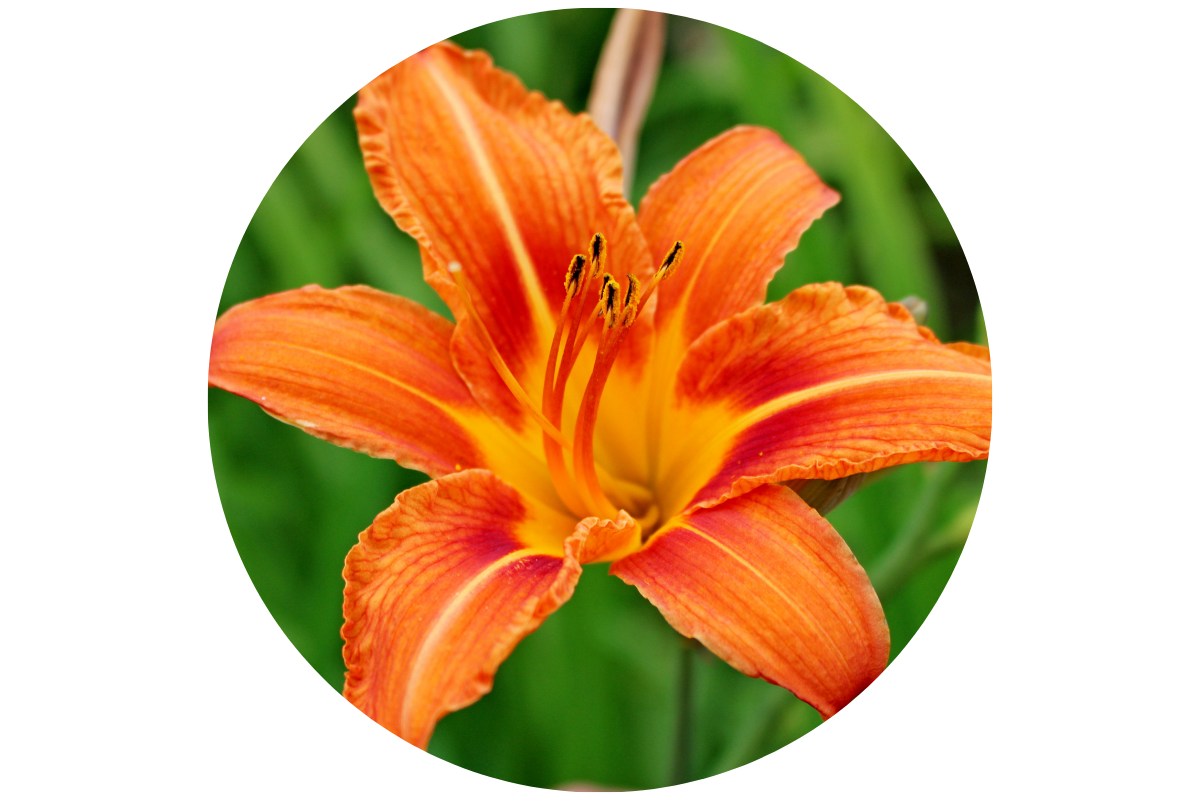 WHICH DAYLILIES CAN I GROW?