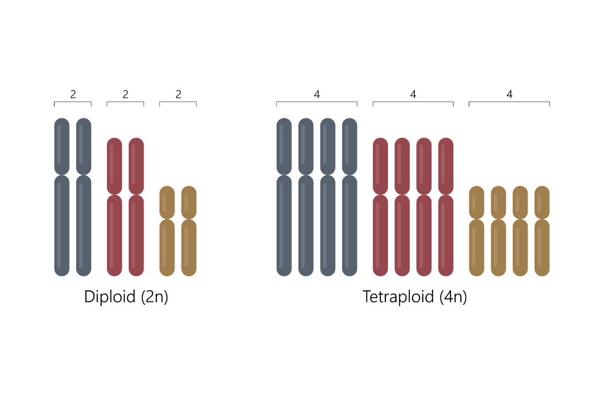 What Does Diploid and Tetraploid Mean?