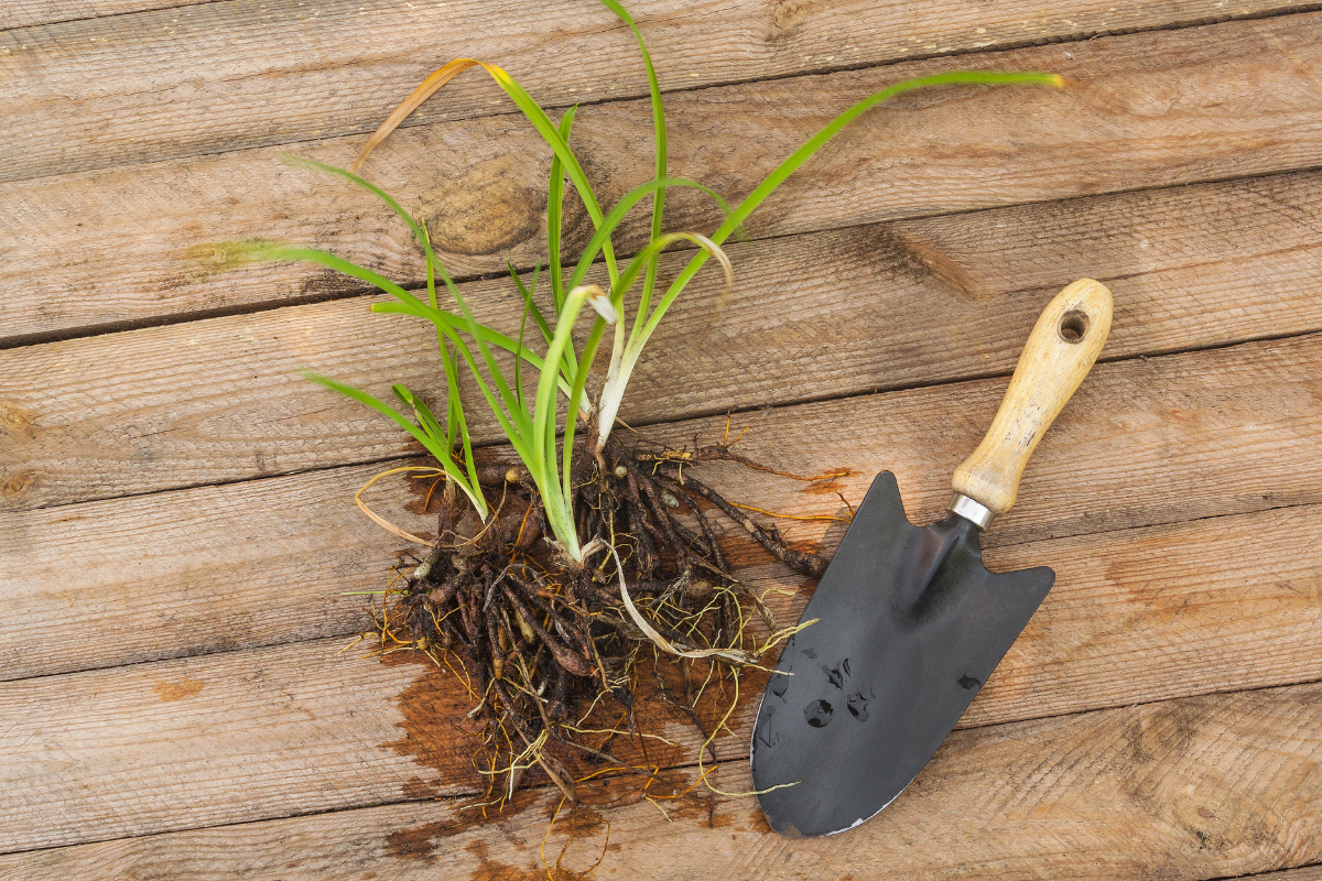 Do I Need to Divide My Daylilies?