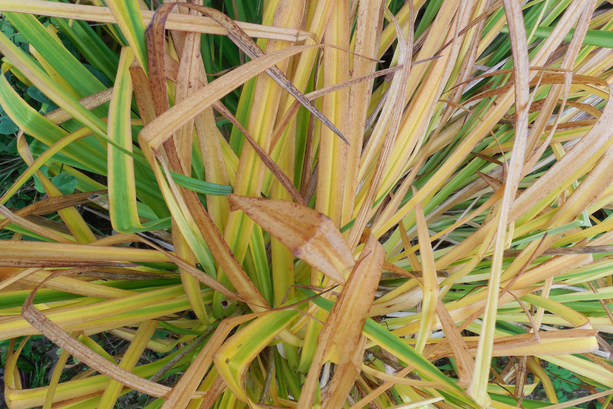 What Does Dormant, Evergreen, and Semi-Evergreen Mean?