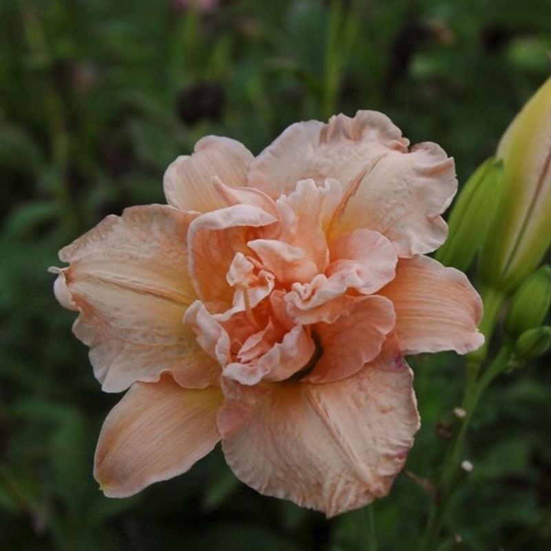 Dublin Elaine daylily from Oakes Daylilies