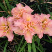 Dublin Elaine daylily from Oakes Daylilies