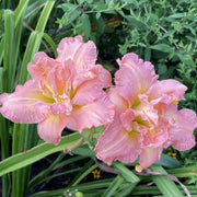 Dublin Elaine daylily from Oakes Daylilies
