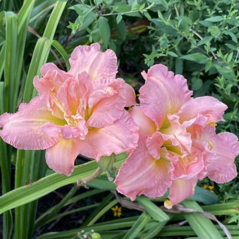 Dublin Elaine daylily from Oakes Daylilies