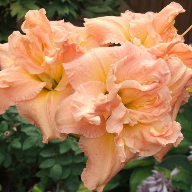 Dublin Elaine daylily from Oakes Daylilies