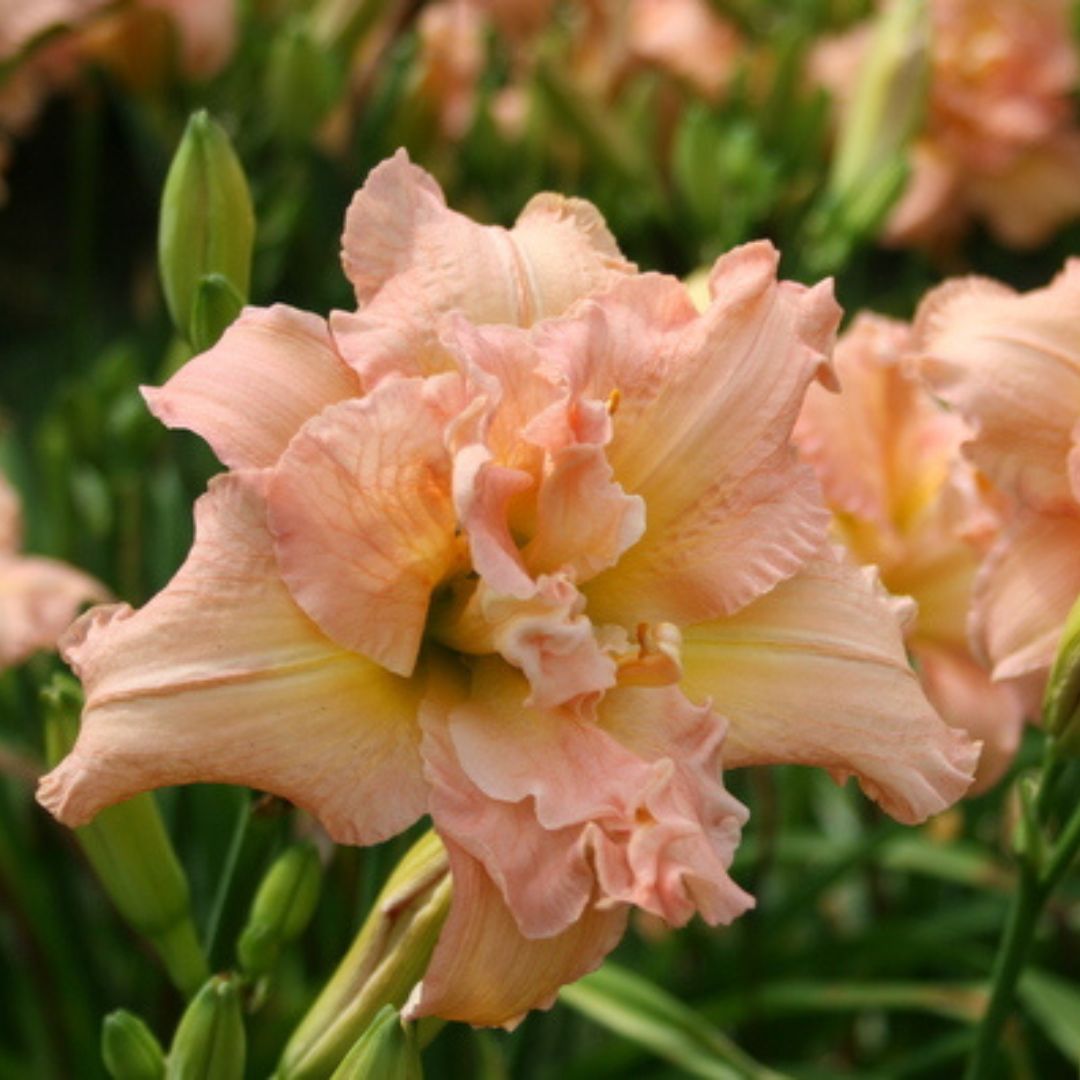 Double Daylily Collection | Delightful Double Daylilies | Oakes