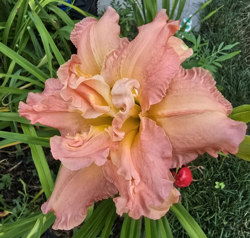 Dublin Elaine daylily from Oakes Daylilies