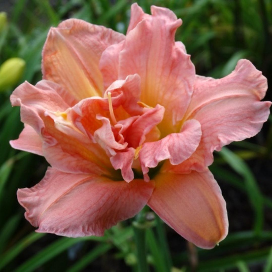 Dublin Elaine Daylily | Fantastic Rebloom | Oakes Daylilies