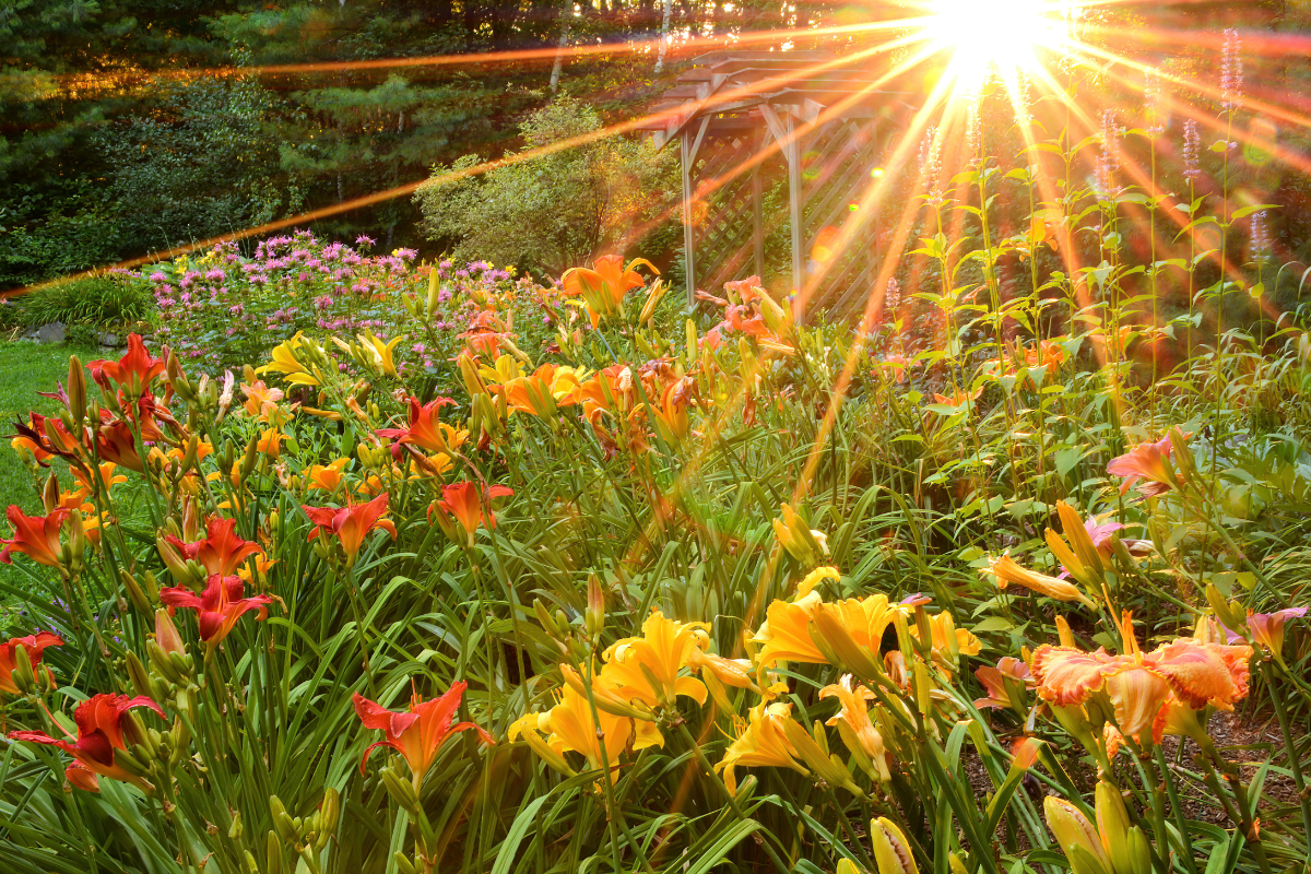 Can I Grow Daylilies in the Deep South?