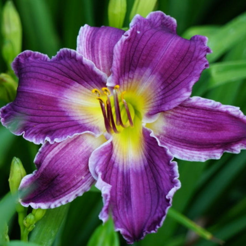 Indian Giver Daylily from Oakes Daylilies