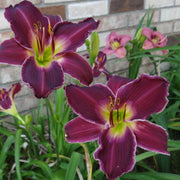 Indian Giver Daylily from Oakes Daylilies