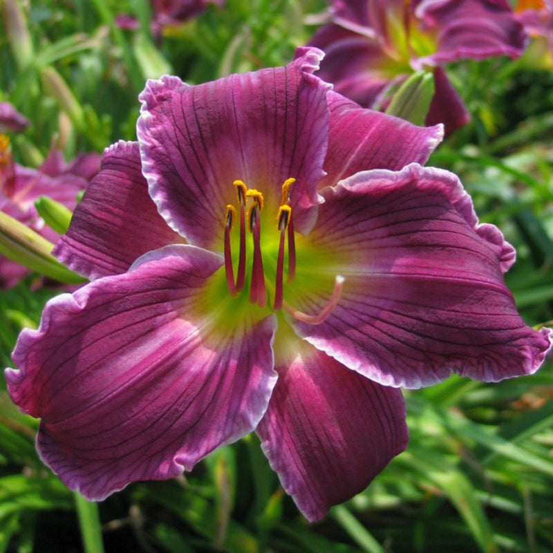 Indian Giver Daylily from Oakes Daylilies