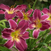 Indian Giver Daylily from Oakes Daylilies