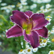 Indian Giver Daylily from Oakes Daylilies