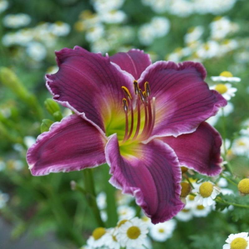 Indian Giver Daylily from Oakes Daylilies