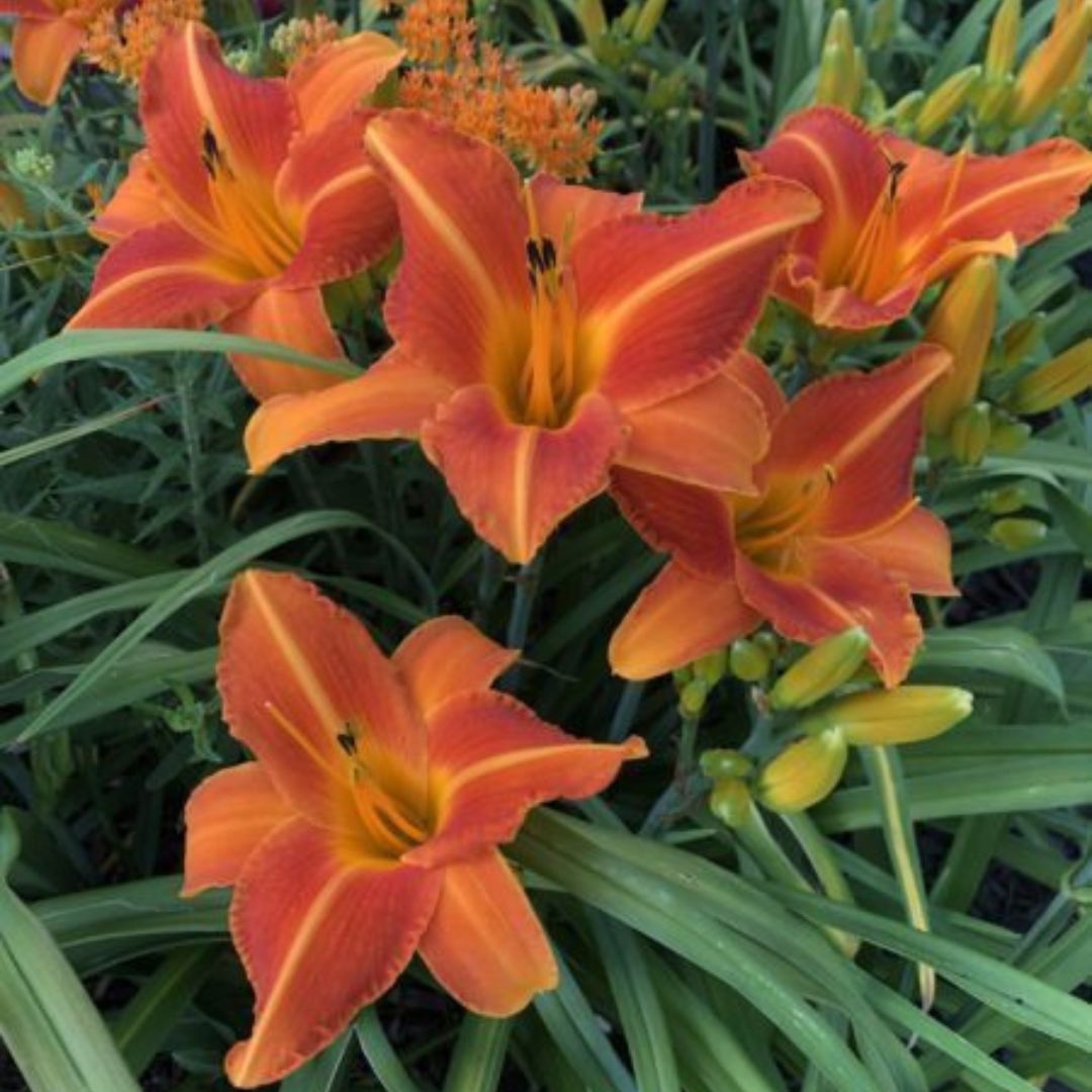 Lady Lucille daylily from Oakes Daylilies