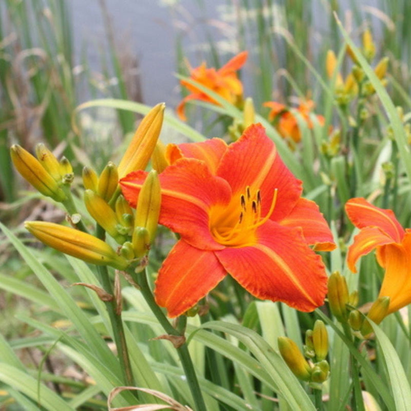 Lady Lucille daylily from Oakes Daylilies