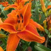 Lady Lucille daylily from Oakes Daylilies