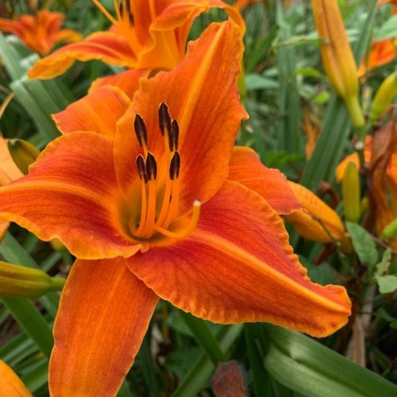 Lady Lucille daylily from Oakes Daylilies